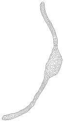 Cratoneuropsis relaxa “hypnobartlettia” growth form, cross-section of lower laminal cells including costa, c. 750 µm from leaf base. Drawn from collector unknown, Oct. 1973, CHR 105042A.
 Image: R.C. Wagstaff © Landcare Research 2014 